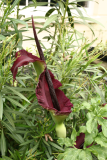 Dracunculus vulgaris RCP6-2014 034.JPG